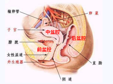 產(chǎn)后盆底康復(fù)，要不要做？