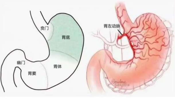 不開刀不吃藥不餓肚子，微創(chuàng)介入減肥靠譜嗎？